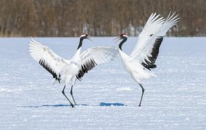 Schrei-Wettbewerb (Japanische Kraniche) von Harry Eggens