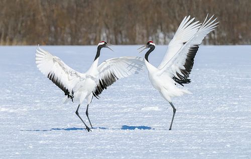 Scream Contest (Japanese Cranes)
