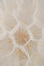 Calm and Serene: A structure from nature by Marjolijn van den Berg thumbnail