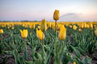 Tulpen