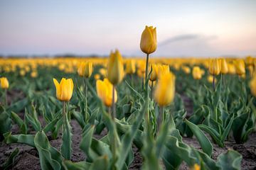 Tulipes sur Johan Mooibroek