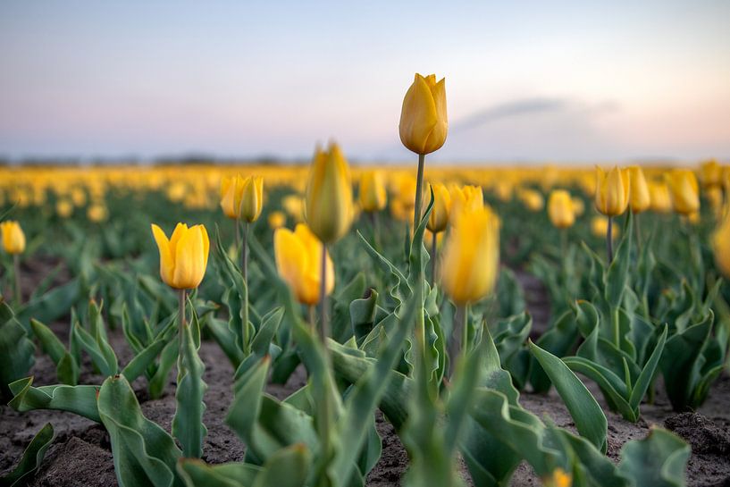Tulips by Johan Mooibroek