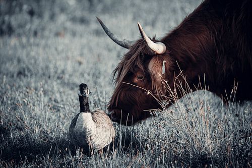 Schotse Hooglander met gans