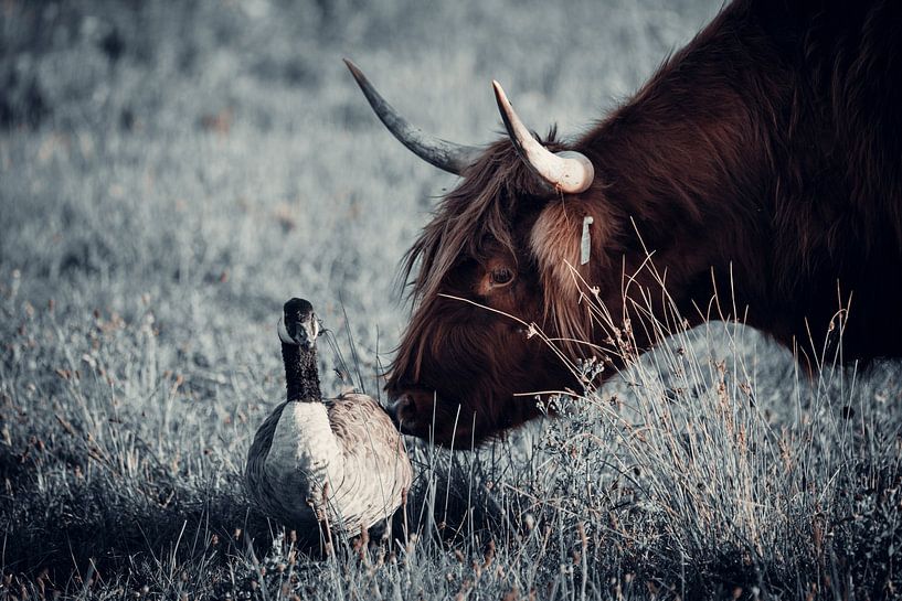 Scottish Highlander with goose by Steven Dijkshoorn