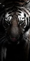 "No one can tame a tiger by stroking it"
