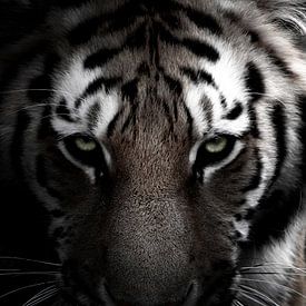 Personne ne peut apprivoiser un tigre en le caressant ; sur THNV-Media
