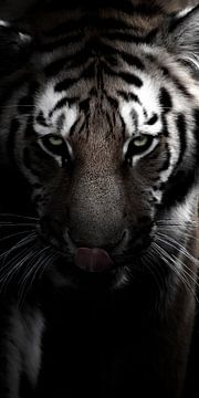 Man kann einen Tiger nicht zähmen, indem man ihn streichelt; von THNV-Media
