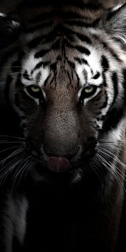 Personne ne peut apprivoiser un tigre en le caressant ;