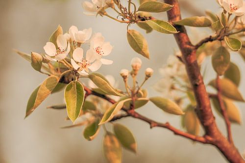 Fleurir