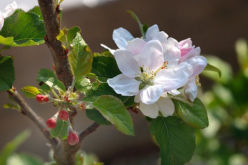 Zweig mit weiß-rosa Apfelblüte im Frühjahr