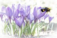 Krokus met hommel van Michiel Leegerstee thumbnail