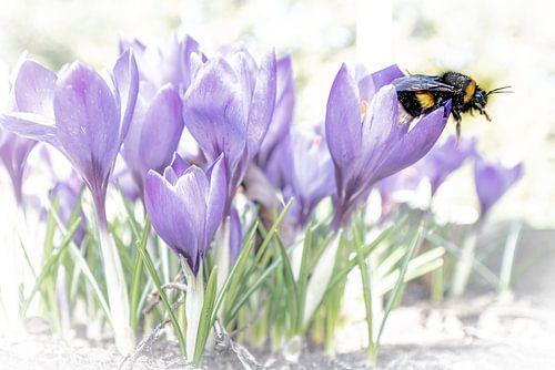 Crocus avec bourdon sur Michiel Leegerstee