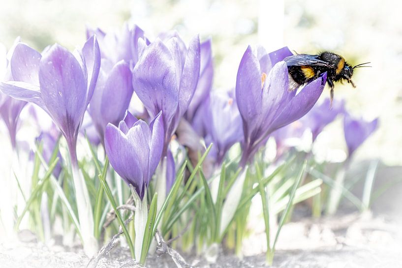 Krokus met hommel van Michiel Leegerstee