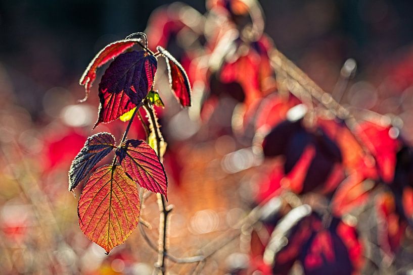 Blackberry leaf at low sun by Rob Boon