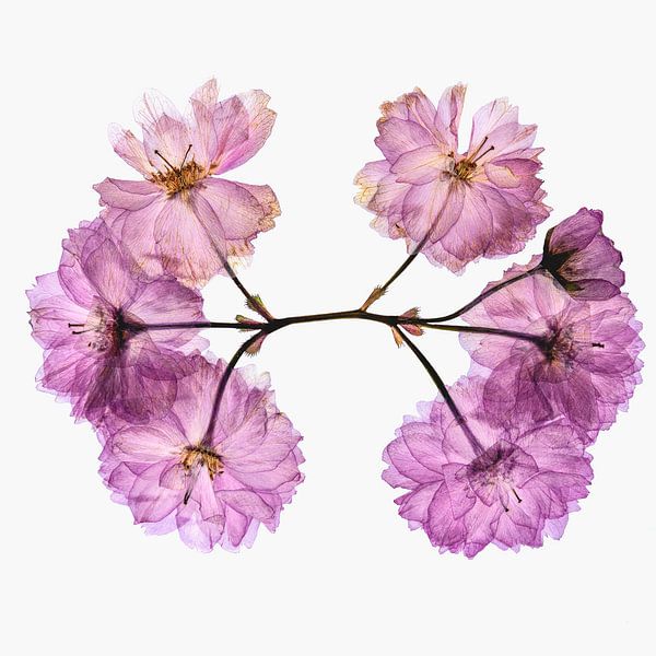 Blumen trocknen, Blumen glätten von Mark de Weger