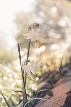 kleine narcis in de zon van Valqueira van der Does