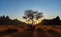 Woestijnboom tijdens zonsondergang van Jeroen Kleiberg thumbnail