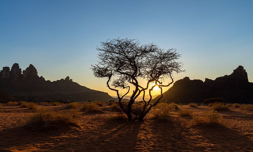 Woestijnboom tijdens zonsondergang van Jeroen Kleiberg