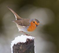 Roodborst