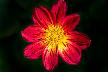 Rode bloem (Cosmos) van Eline Bouwman
