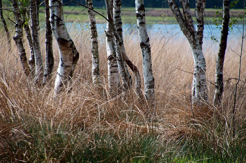 birches by wil spijker