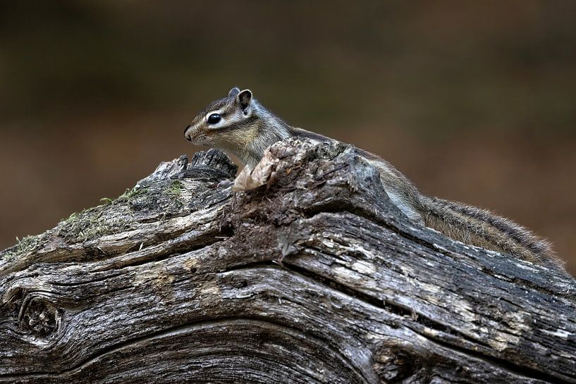 Siberian squirrel by Marieke Deinum