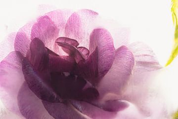 Pink Ranunculus in Ice 1 by Marc Heiligenstein