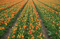 Reihen von Tulpen von Martijn Stoppels Miniaturansicht