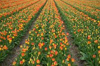 Rows of tulips