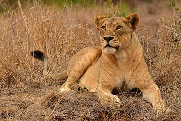 Leeuwin liggend bij Bayala Private Safari in Hluhluwe Zuid Afrik van Truus Hagen