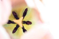 Tulp