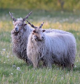 Schapen von Judith  van Eden