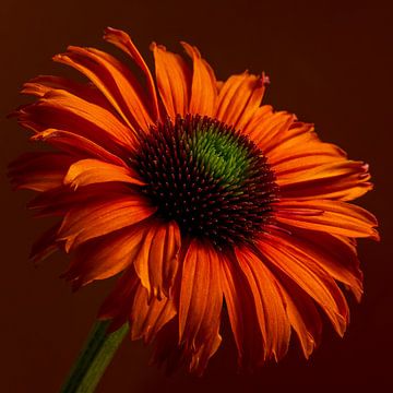 Oranje Echinacea in het licht: Warme herfstkleuren van Marjolijn van den Berg