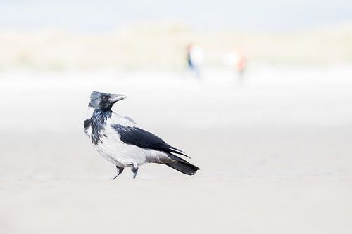 Bonte kraai op het strand