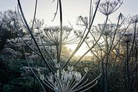 Magische bloemen met vorst bij zonsopkomst