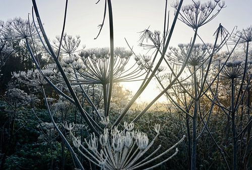 Magische bloemen met vorst bij zonsopkomst