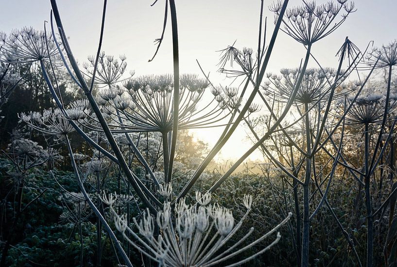 Magical flowers with frost at sunrise by Jos van den Berg