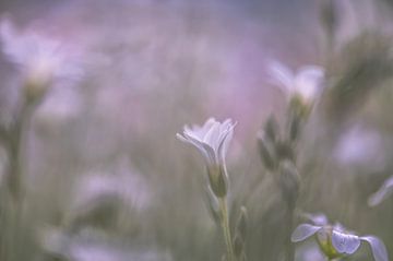 Blumen Teil 300 von Tania Perneel