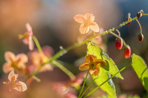 fleur d'elfe orange