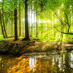 Wald mit Sonne
