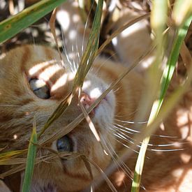 Kat in een graanveld van Gerdine Aret