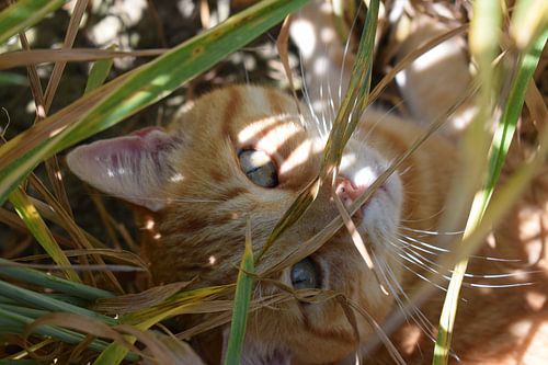 Kat in een graanveld