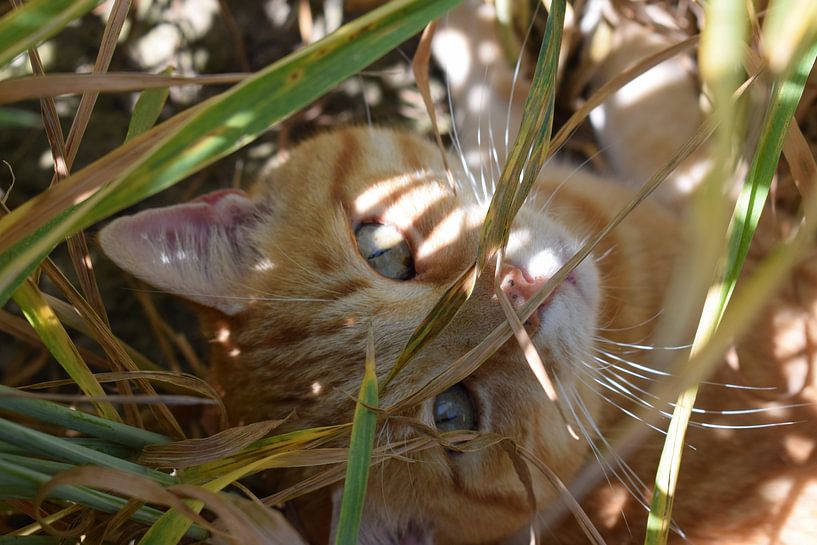 Cat by Gerdine Aret