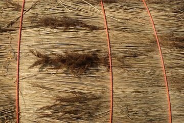 Large bundle of fresh cut cane. by Gert van Santen