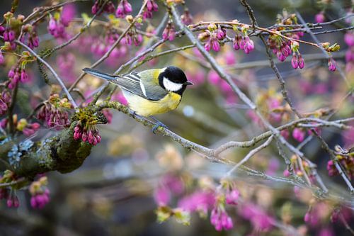 Une mésange charbonnière dans un cerisier en fleurs roses sur ManfredFotos