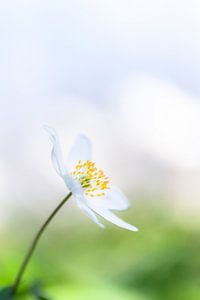 Frische Frühlingsblume von Bert Kok