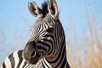 Zebra in Zuid-Afrika