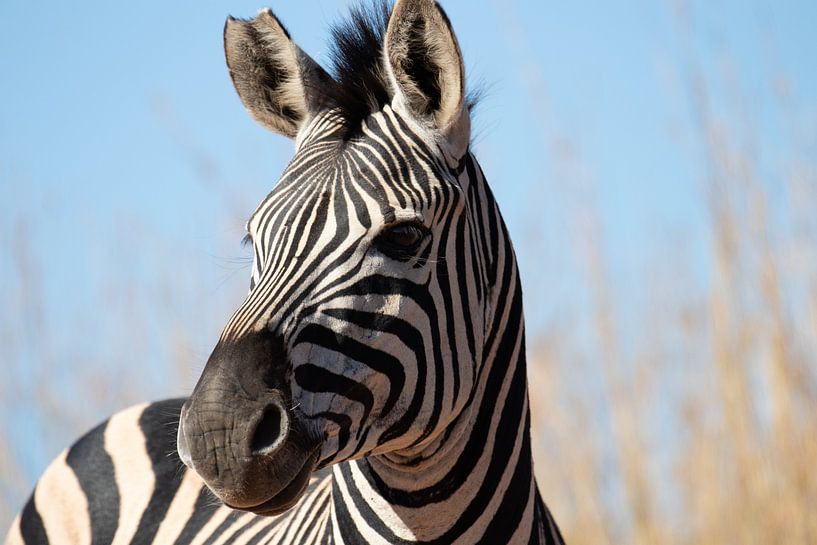 Zebra in Südafrika von Eline en Siebe Weersma