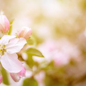 Rosa, rosa und pink von Richard Driessen