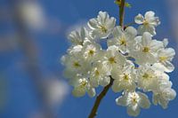 Frühlingsblüte